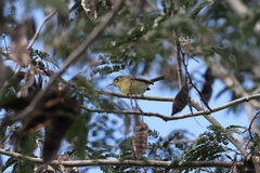 Vireo gundlachii