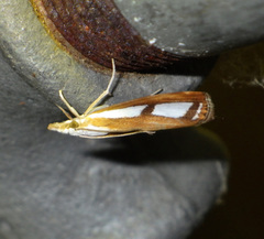 Catoptria