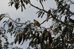 Vireo gundlachii