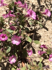 Diplacus constrictus