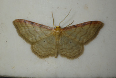 Idaea humiliata