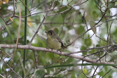 Vireo gundlachii