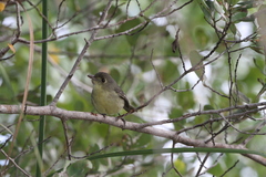 Vireo gundlachii