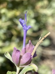 Salvia pachyphylla
