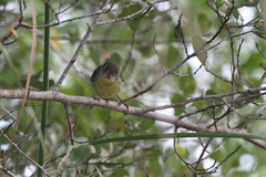 Vireo gundlachii