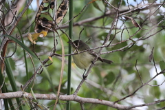 Vireo gundlachii