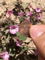 Diplacus constrictus