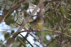 Vireo gundlachii