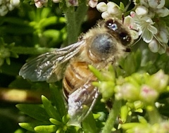 Apis mellifera