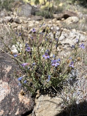 Penstemon linarioides sileri
