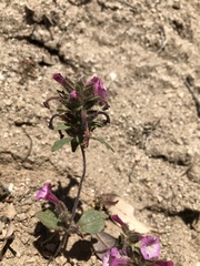 Diplacus constrictus