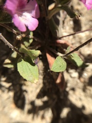 Diplacus constrictus