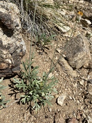 Thelesperma subnudum