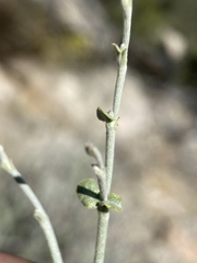 Eriogonum panamintense