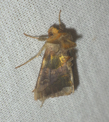 Diachrysia chrysitis