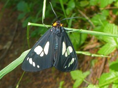 Gnophaela latipennis