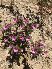 Diplacus constrictus