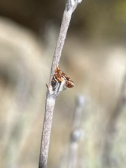 Eriogonum panamintense