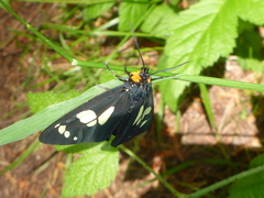 Gnophaela latipennis