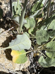 Eriogonum panamintense