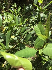 Frangula californica californica