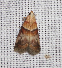 Acrobasis repandana