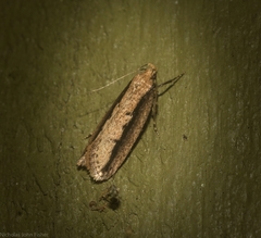 Leptocroca sanguinolenta