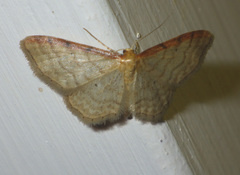 Idaea humiliata