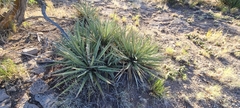 Yucca baccata