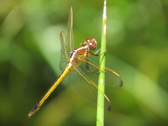Libellula needhami