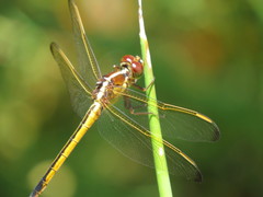 Libellula needhami