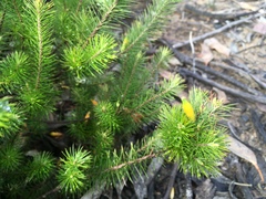 Stenanthera pinifolia
