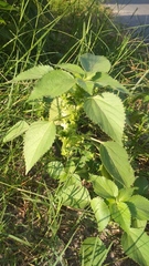 Acalypha indica
