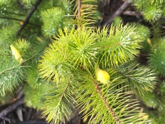 Stenanthera pinifolia