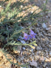 Penstemon linarioides sileri
