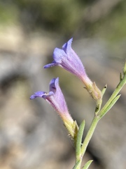 Penstemon linarioides sileri