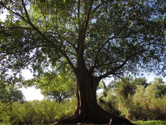 Ficus insipida