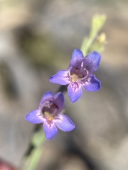 Penstemon linarioides sileri