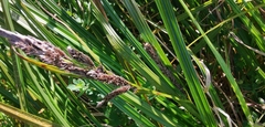 Carex forsteri