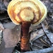 Ganoderma curtisii - Photo (c) liznbarb, μερικά δικαιώματα διατηρούνται (CC BY-NC), uploaded by liznbarb