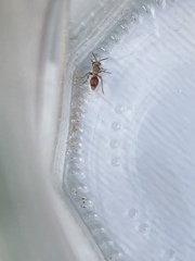 Dasymutilla monticola