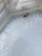 Dasymutilla monticola