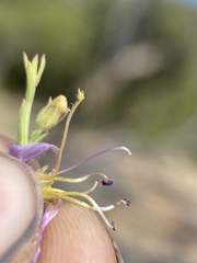 Penstemon linarioides sileri