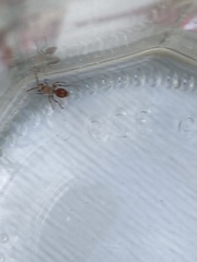 Dasymutilla monticola