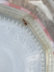 Dasymutilla monticola