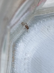 Dasymutilla monticola