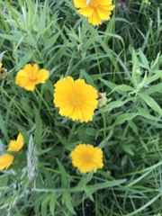 Cosmos sulphureus