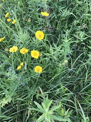 Cosmos sulphureus
