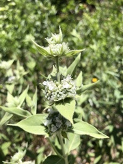 Pycnanthemum californicum