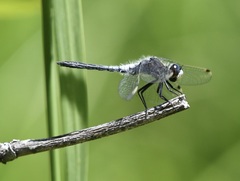 Leucorrhinia frigida